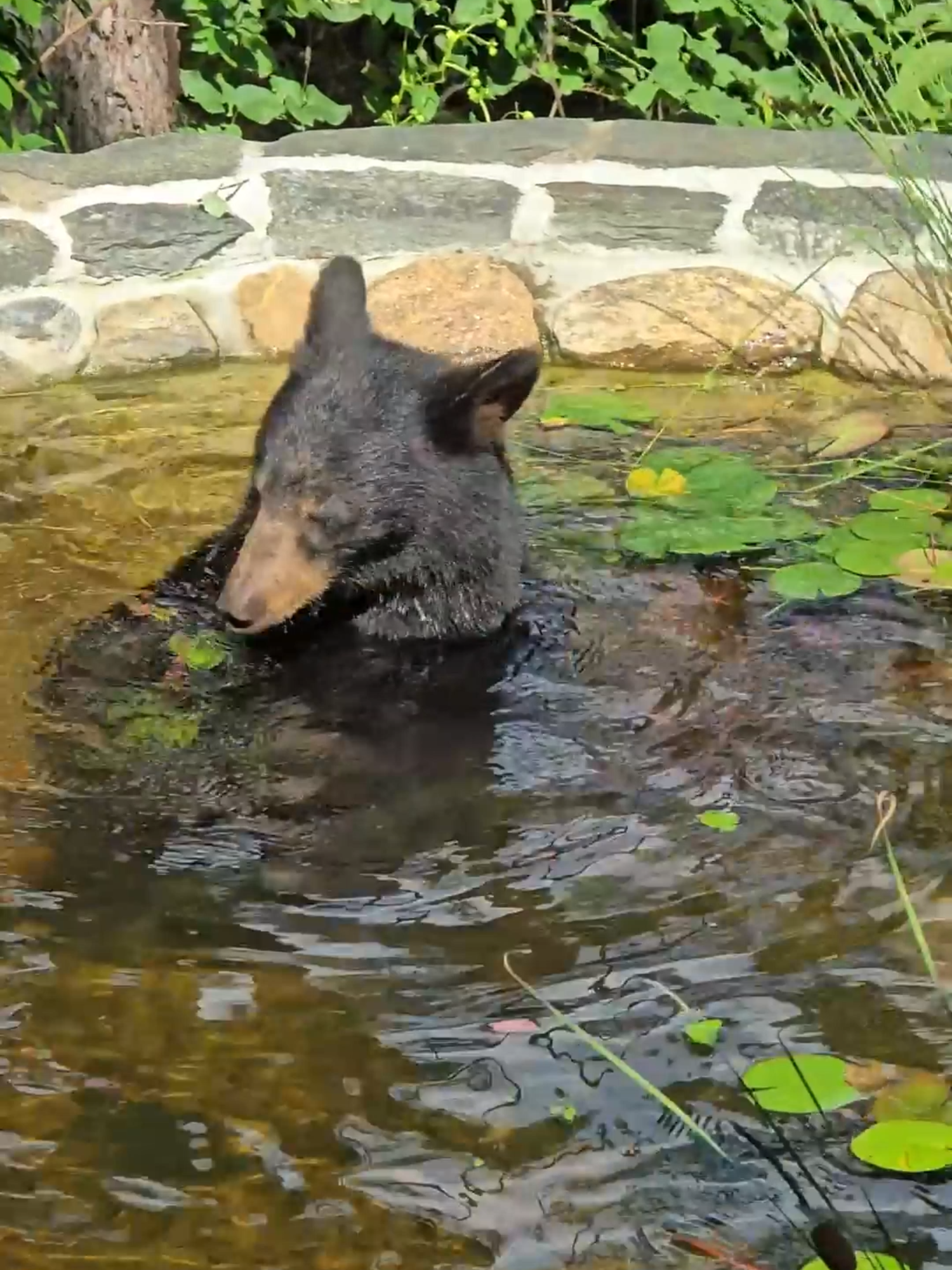 A black bear treated itself to some relaxation, enjoying a healthy snack while taking a dip in a backyard pond at a North Carolina home. #abcnews #northcarolina #animals #bear