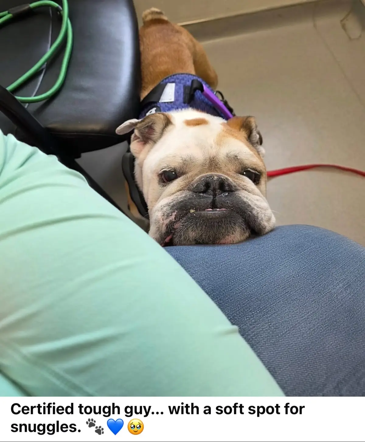 🩷 Brutus! This 45lb hunk of bulldog energy is estimated to be between 4–6 years old and is all about fetch, squeaky toys, and soaking up attention. Brutus is crate-trained, rides like a dream in the car, and does great on a leash—but make no mistake, this guy is full of bulldog enthusiasm. He plays rough (toys beware!) and would do best in a home without young kids, where someone can help him keep learning good manners around toys and mealtimes. He’s happy to share his space with another dog (just don’t share the dinner bowl!) but would also do great as your one-and-only. Brutus loves to run and play, so a fenced yard—or someone committed to regular leash walks—is a must. He’s a snuggler, a snoozer, and a high-energy goofball ready to make you laugh and keep you on your toes. If you’re looking for a fun-loving bulldog with a big personality and even bigger heart, Brutus might just be your guy! 🐾💙 To fill out an adoption app please visit bullies2therescue.com #adoptme #adopt #adoptable 