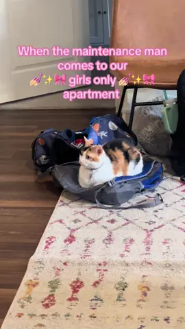 #whywouldamanbethere #catsoftiktok #calico #girlcat 