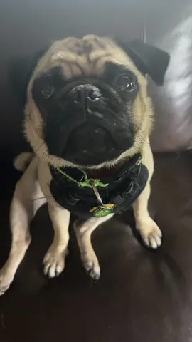 “You can’t prove it, hooman!” - Edgar  #doglovers #dogz #fyp #pug #puppy 