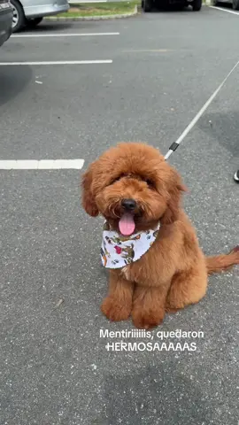 🐶🐾🥹♥️ #irishpoodle #poodle #poodlesoftiktok #puppy #puppytiktok 