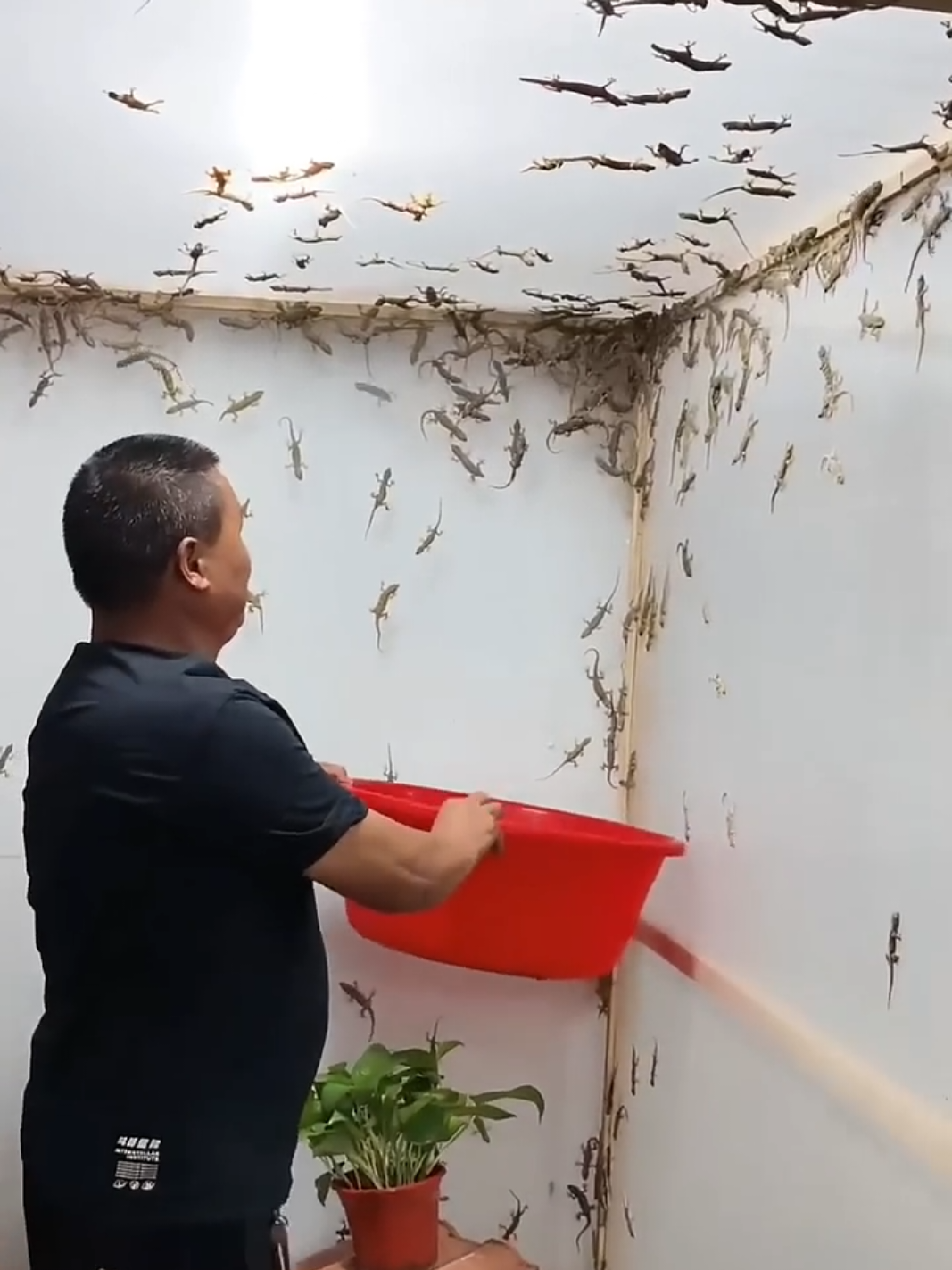 lizards farming in china 😱 