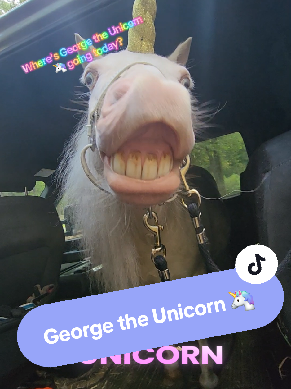 Wonder where George the Unicorn 🦄 is going today??? #fyp #foryoupage #foryou #unicornsarereal #believeinthemagic 