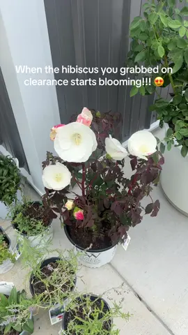 I’ve been patiently waiting for this moment! I’m pretty sure I’m going to add this hibiscus somewhere in my front garden bed which is still in the planning stages…but she’ll had some beautiful blooms every August! 