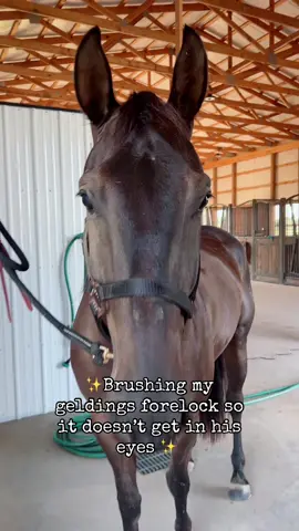 It’s the ears for me 🥹 #PurrdyDangSlick #geldingsoftiktok #horsesoftiktok 