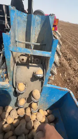 #زرعة بطاطا 🥔 في #قرة قوين بطاطا 🥔 #لايك  #زرعة  واحد العراق 🇮🇶  #الشعب_الصيني_ماله_حل😂😂 🥔🥔🎧
