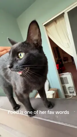 She meows every time she hears this word. #blackcat #fyp 
