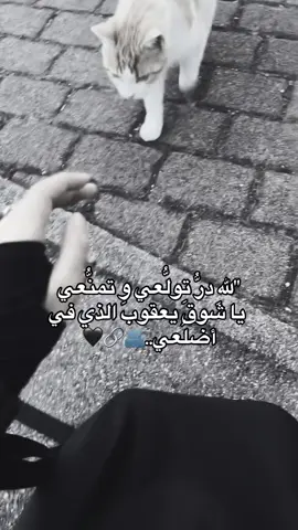 #عقيدات #زبيد #البوسرايا #غرباء #اسلام #توحيد #اكسبلور #ديرالزور #جزيرة #شامية 