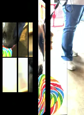 #lollipop #adoptdontshop #saveliveswithus #therescuehaveninc #fosterpuppiesoftiktok 