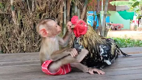 #FunnyAnimals #MonkeyDaily #PetMonkey #MonkeyVideos #CuteMonkey 