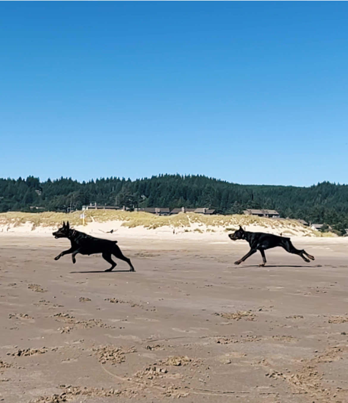 TikTok said I should post a video to this sound…. So here’s the BF y’all wanted to see! His first time at the ocean. I just love seeing these beautiful dogs run free! 🐾 #Doberman #Dobermans #EuroDoberman 