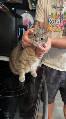 Whiskers out queens it caturday 😻 #fyp #foryou #cute #cat #🥺 
