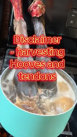 Tis the season 👏🏼 #elk  #hooves #sinew #harvest #nativetiktok 