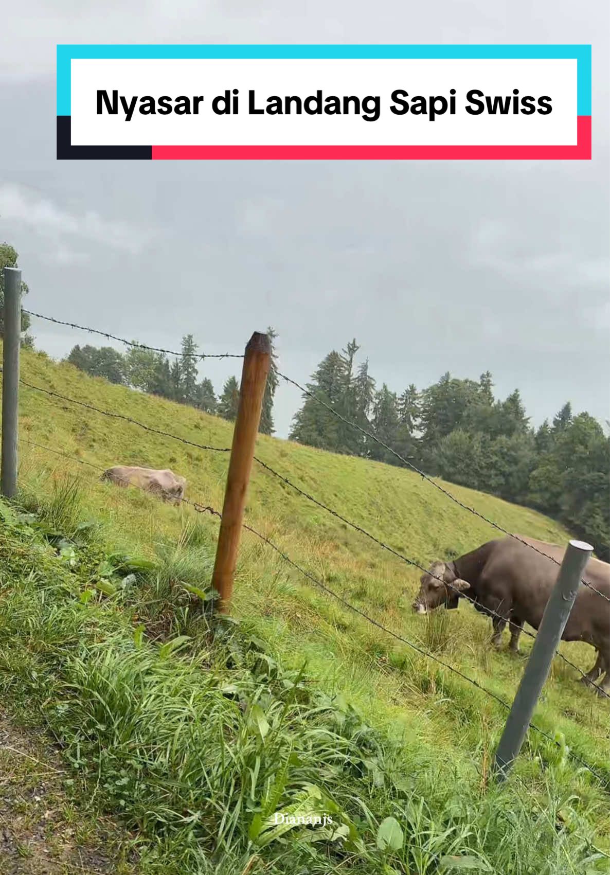 Nyasar di Ladang Sapi Orang Swiss Gara-gara Google 😅
