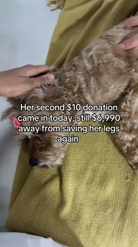 Day 3: We raised $20 guys 🥹 I know I have a long away to go but we are very grateful, if you can’t donate like,share and comment would help push her post so much. GOFUNDME is in bio 💕  🐾  https://gofund.me/ed9f03d7 & Cashapp: $Kerwinplua 🐾