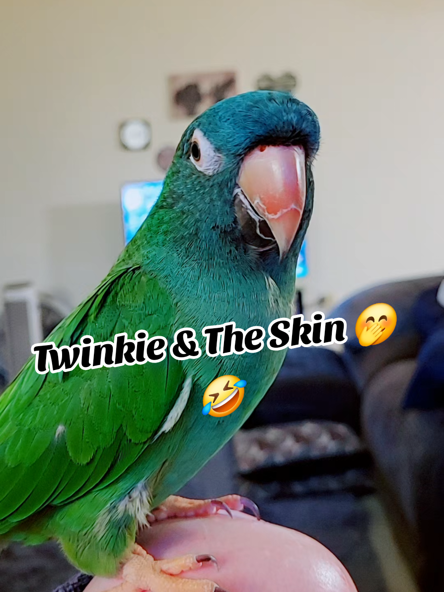 Twinkie & The Skin 🤭🤣 #talkingbirds #cutebirds #birdsoftiktok #parrotsoftiktok #bird 