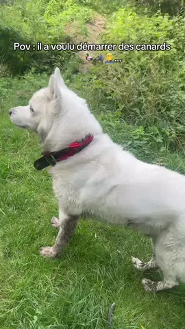 Regardes le loup blanc qu’ils disent ❤️… 