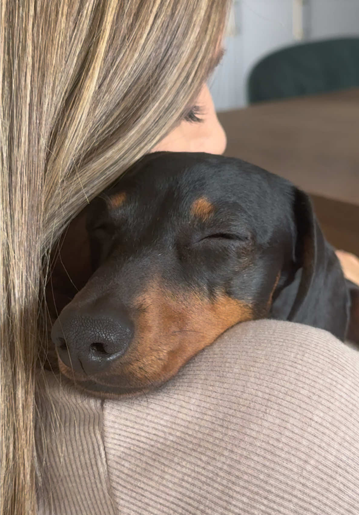 The best cuddles 🥹❤️ #dachshund #dog #dogs #dogsoftiktok #pets 