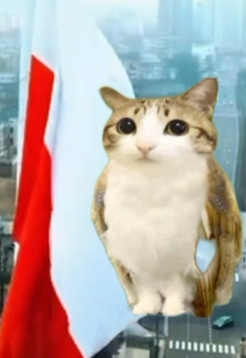 #meowlfacts #meowl #cat #poland #viral 
