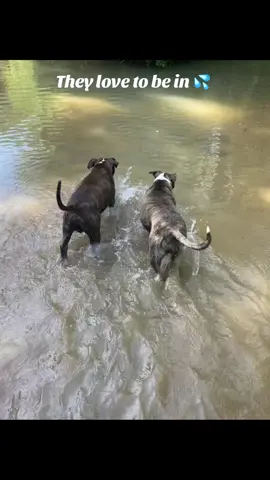 #bulldogsoftiktok 