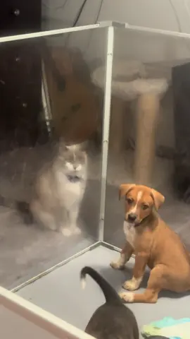 having puppies is so much fun!  #pets #cutepets #funnyanimals #petlovers #fyp