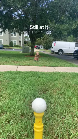 I wonder how he will be playing in a few years. Two years old and loves playing baseball!#fyp #blowthisup #summervibes #baseball 