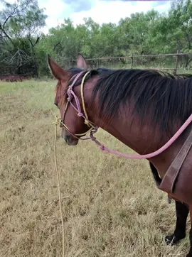 Cowboy lungeline #lunginghorses #horses #horsetrainer #horsemanship #coltstarting 