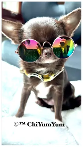 8/23/25 Your daily puppy entertainment.  My name is Puddin. I’m a tiny girl and I’m 14 months old and I weigh 1 lb 12 oz. Here I am showing off my beautiful sunnies. Will you share a pic of you in the comments ? #chihuahua #dogs #puppy #puppytiktok #dogsoftiktok 