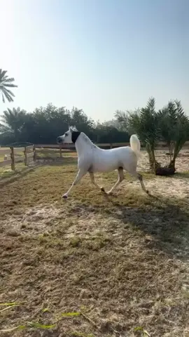عفرين الريان.. alkannanyh_stud ماشاءالله_تبارك_الله لاتنسى_ذكر_الله صلوا_على_رسول_الله #الخيل_العربية #الخيل_الأصيلة #الخيل_الجميله #جموح_الخيل #فروسية 
