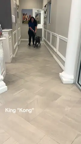 Kong getting picked up from daycare #fyp #kingkong #viral #canecorso #7monthsold 