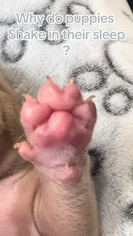 Ever wonder why puppies twitch in their sleep, almost like they’re vibrating? 🐶 It’s called REM short for Rapid Eye Movement. In puppies, REM sleep is when their brains and nervous systems develop the fastest. This handsome little guy is 12 days old today. ❤️ #AmericanBullyPuppies #FollowUs #TikTokPuppy #DogTalk #ForYouPage