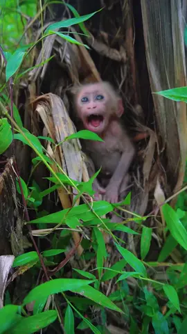 #monkey #monkeydluffy #monkeysoftiktok #monkeys #monkeybaby #babymonkey #animalsoftiktok 