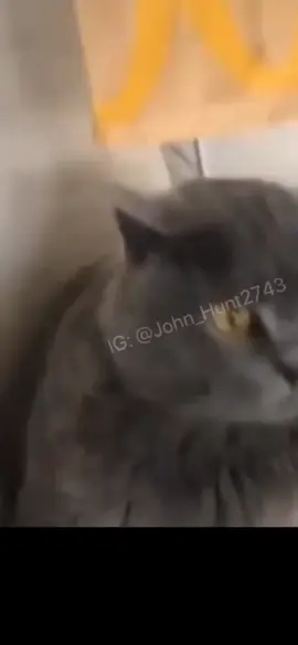 Homie done this before 🤣 🤣 🤣  #fyp #catslovers #fypシ゚viral #fypシ #mcdonalds 