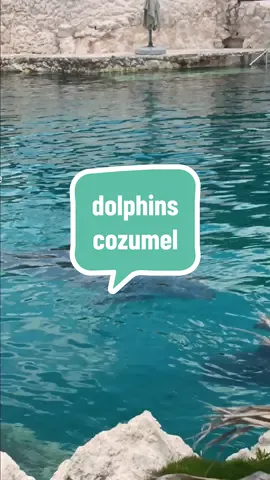cozumel was beautiful 😍  #dolphins #cozumel #liveincentiveprogram #creatorsearchinsights 