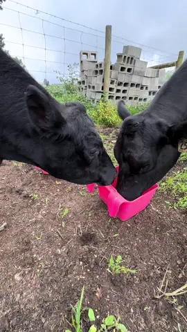 The friendship I never saw coming 😭❤️ #morristhecow #cows #farm 
