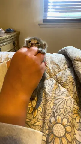 #cat #catsoftiktok #catmom #momcats #catlover 