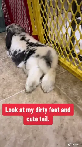 Rocky! 