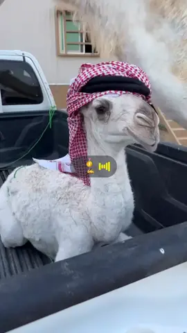 #البل #الصياهد #الزين #نجد #عتيبة #تيك 