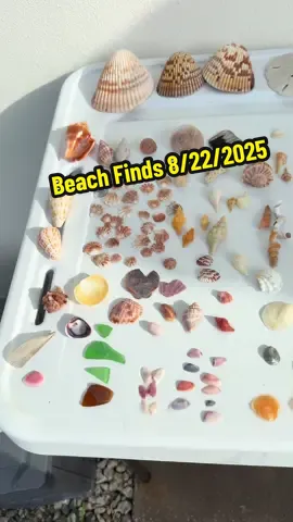 Beach Finds 8/22/2025.  Found in Keewaydin Island, FL.  It was good to be back on the island now that we have pearl up and running again. Tides have been very high lately, but we’re finally getting some onshore winds.  Go to mywalksinparadise.com & click Shell Purchase Info to download our current inventory & price list. Email 808@mywalksinparadise.com to purchase.  #KeewaydinIsland #Seashells #AlphabetCone #TrueTulip #BeachFinds   