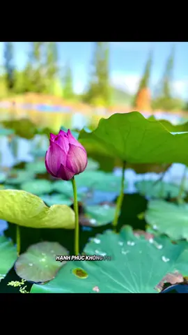 Hạnh phúc là khi cho đi #thongdiepcuocsong  #nhatkytaman  #nhungthangngaybinhyen  #xuhuong  #foryou 