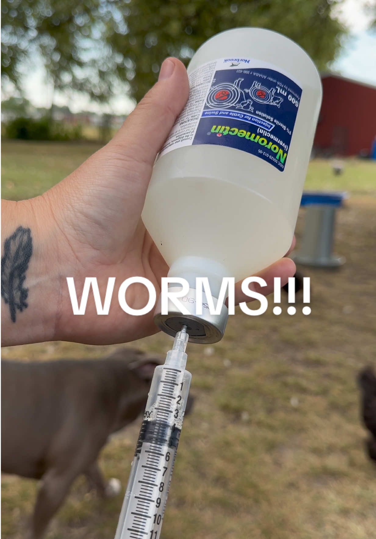 It’s almost fall and it’s time to worm the pigs! Though our worm loads are very minimal on the farm we still worm once a year at minimum. A great pig friend taught me this method and holy moly is it easier than I was doing it before!! #pig #farm #homestead #oklahoma #health 