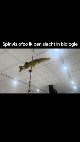 #spinvis #shoutout #vis #draaien #fyp 