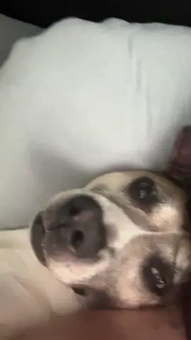 #fy #foryou #dogsoftiktok #dogs #Love 