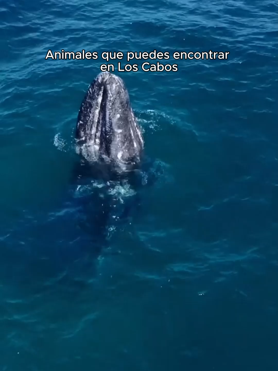 Una belleza inigualable…  Un lugar donde la naturaleza revela animales sorprendentes y secretos escondidos en cada rincón del mar… 🌊🐋 ¿Te gustaría ver estos bellos animales en persona con tus propios ojos? Reserva ahora para una experiencia mágica  🌎 Nuestra página web: https://www.toursloscabos.com/es/ 🏖 RESERVACIONES: +52 (624)165 86 90 📞 WhatsApp: https://wa.me/526241658690 #Animales #LosCabos #NatureLovers #ExploreBaja