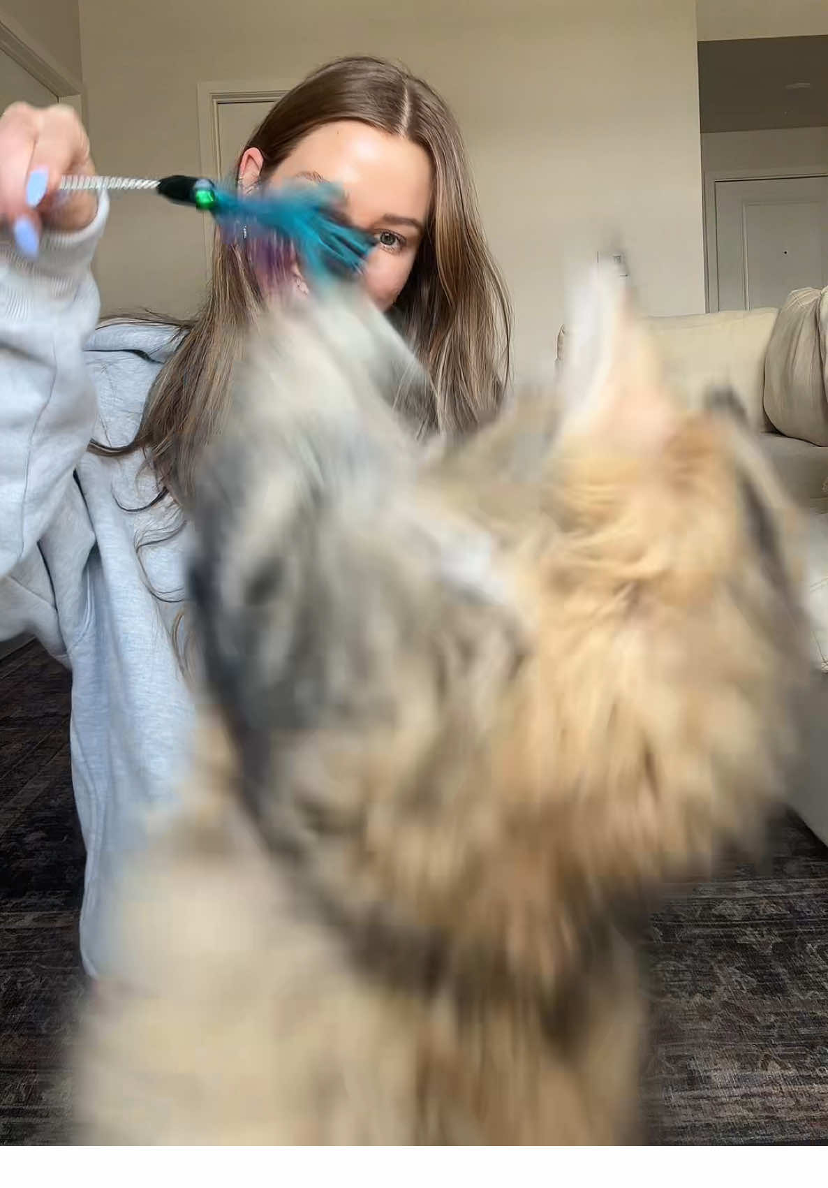 Put together Delilah’s new toy with us! 🐆 #kittensoftiktok #kittentok #cattok #catsoftiktok #siberiancat 