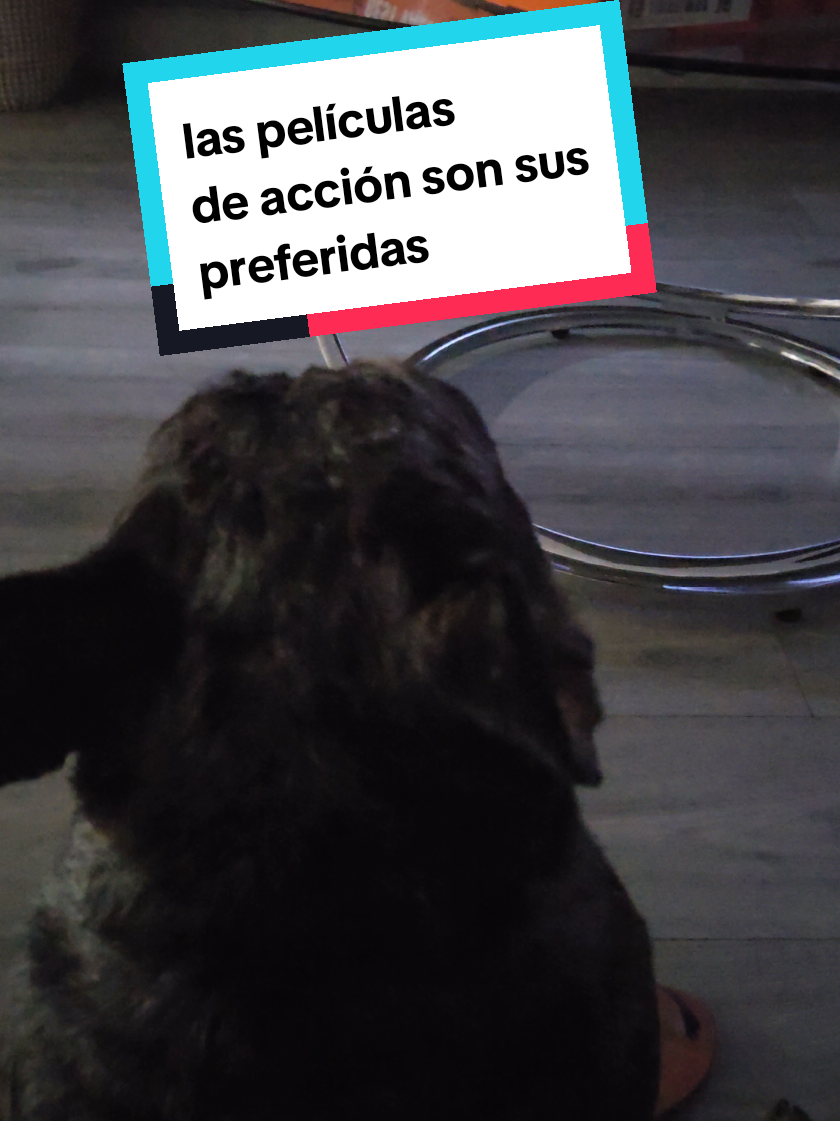 #miami #frenchbulldog #pet #max #paratiiiiiiiiiiiiiiiiiiiiiiiiiiiiiii 