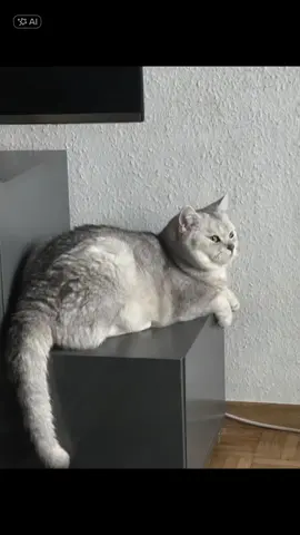 #Meme #MemeCut 