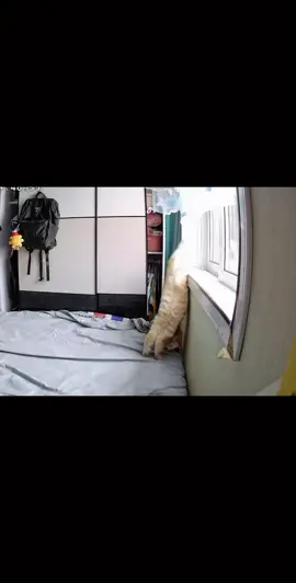 #cute #animals #funny 