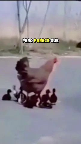 #Animales #Naturaleza #Curiosidades #Gallina #Patitos Una gallina se robó todos los patitos de la mamá pato… ¡y ellos la prefieren! 🐔🐤 ¿Quién crees que es la mejor mamá?