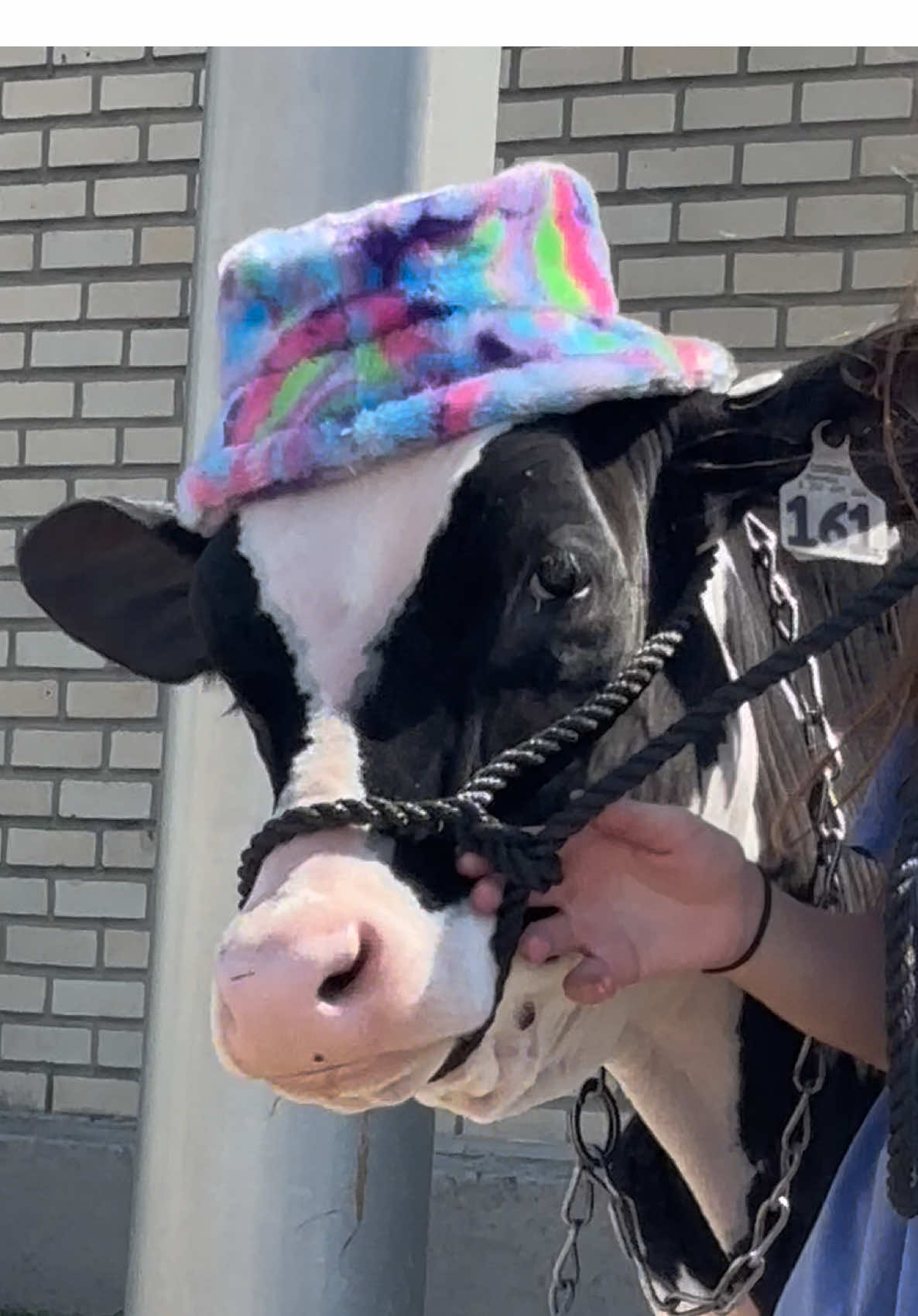 🐮🐮🐮🌈🌈🌈